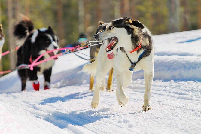 Small-Group Husky Mushing Experience in Rovaniemi - Final Call: Should You Book This Huskies-and-Forest Ride?