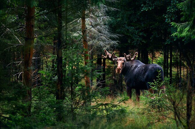 Small-Group Moose Wild Safari from Rovaniemi - Quick highlights before you go