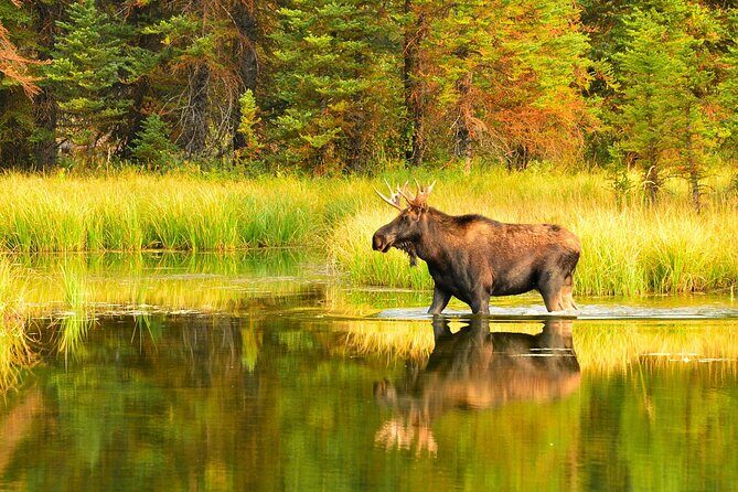Small-Group Moose Wild Safari from Rovaniemi - Inside the forest by car: why you’ll stay quiet and seated