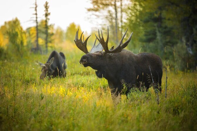 Small-Group Moose Wild Safari from Rovaniemi - How the guide helps you spot moose (and read the forest)