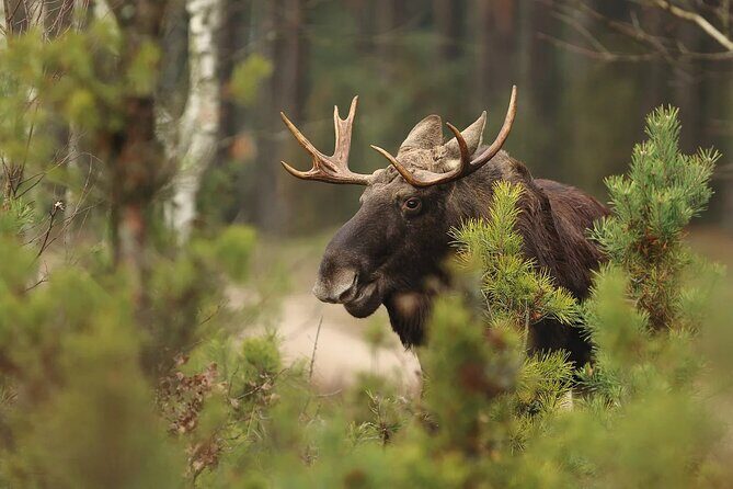 Small-Group Moose Wild Safari from Rovaniemi - Price and value: is $103.12 worth it?