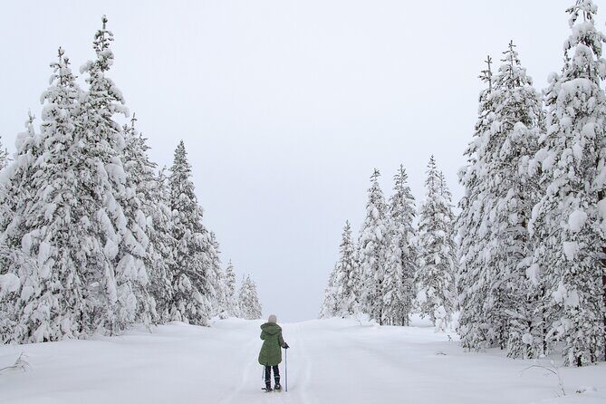 Small-Group Snowshoeing Adventure In Lapland - Wildlife Chances: Reindeer and Arctic Hares