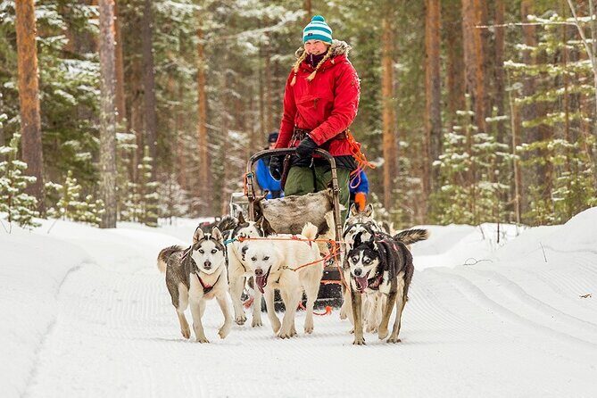Snowmobile & Animals Day Tour - The snowmobile experience: driving rules, speed limits, and the thrill structure