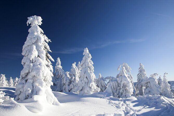 Snowmobile Safari 2h - Key highlights at a glance