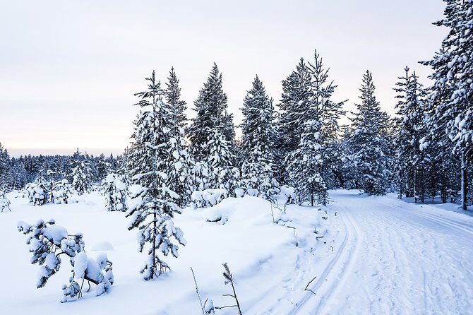 Snowmobile Safari in the Nature - On the Route: Forest Riding, Photo Moments, and Frozen Water