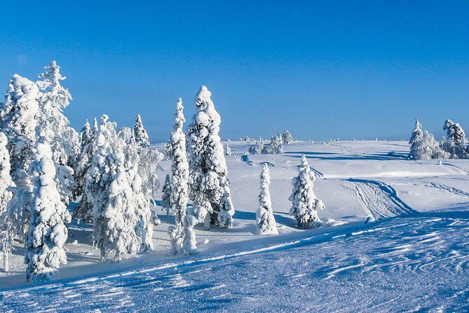 Snowmobile Safari in the Nature - Morning start - Break Time: Warm Drinks, Snacks, and a Rest From the Cold