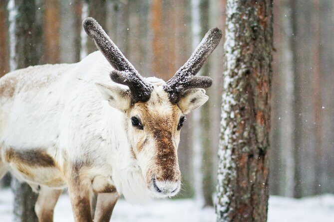 Snowshoe Trip in the Forest - Price and value: what $91.92 buys you in Lapland