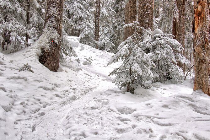 Snowshoeing tour with Wild Lunch - What the timing feels like (and how to plan your day)