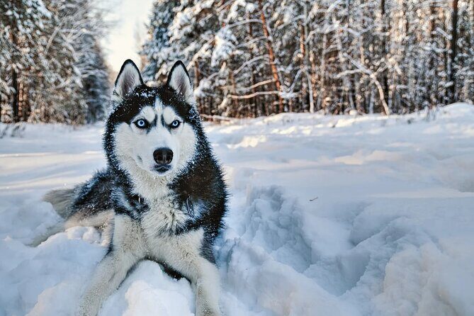 Snowy Trails 10km Husky Safari from Rovaniemi - Key highlights worth your attention