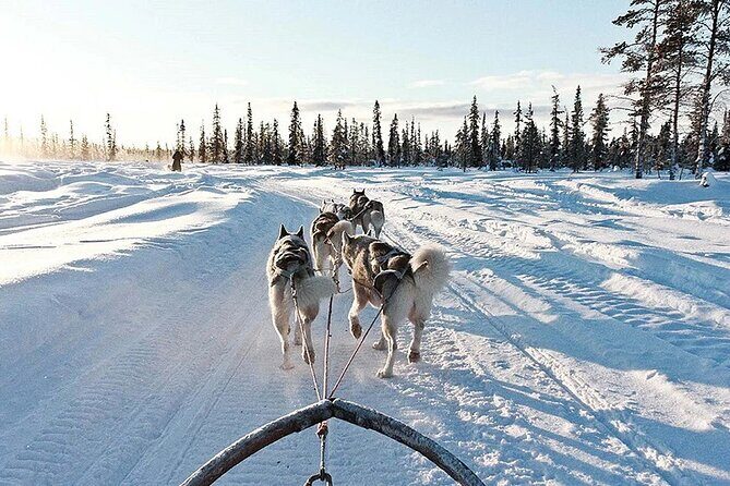 Snowy Trails 10km Husky Safari from Rovaniemi - Rovaniemi pickup and timing: planning around the real day