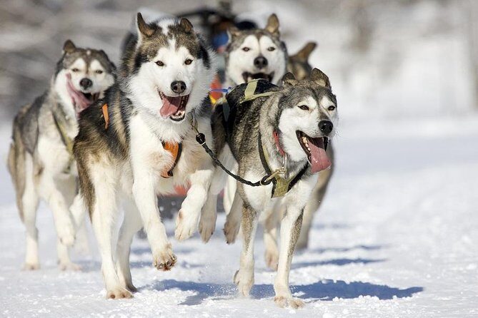 Snowy Trails 10km Husky Safari from Rovaniemi - Driving a sled: the fun factor and the real safety/comfort tips
