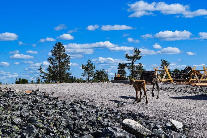 Trip to Pyhä-Luosto National Park and Amethyst Mine - BBQ lunch in the middle of Lapland country
