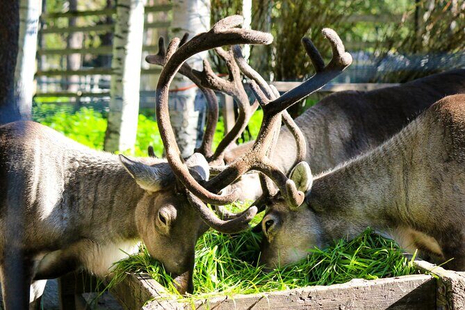 Trip to Ranua Wildlife Park - Buffet lunch at Ranua: warm food and a calmer pace