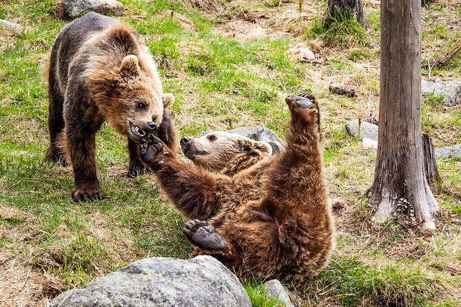 Trip to Ranua Wildlife Park - What’s included in your ticket (and what you still plan yourself)