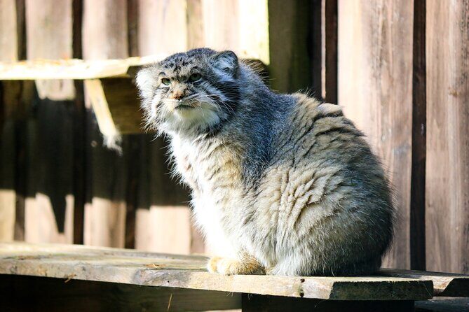 Trip to Ranua Wildlife Park - Price and value: what $174.60 buys you in Lapland time