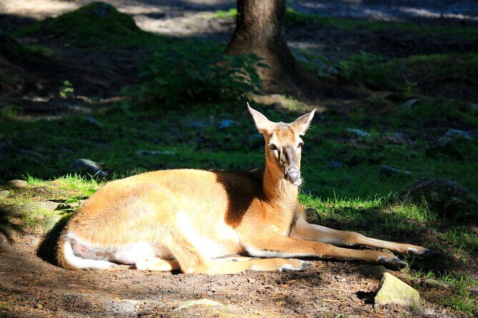Trip to Ranua Wildlife Park - Who this Ranua Wildlife Park tour is best for