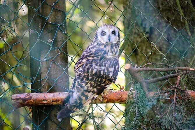 Trip to Ranua Wildlife Park - Booking wisely: the reality of wildlife viewing in winter