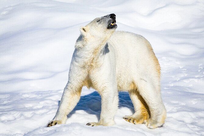 Two Full Days in Lapland - Rovaniemi as your launchpad for two intense Arctic days