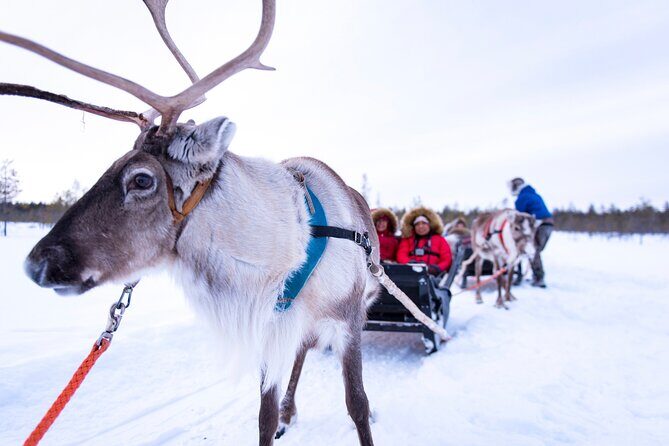 Two Full Days in Lapland - Day 1: Ranua Wildlife Park and a full dose of Arctic animals
