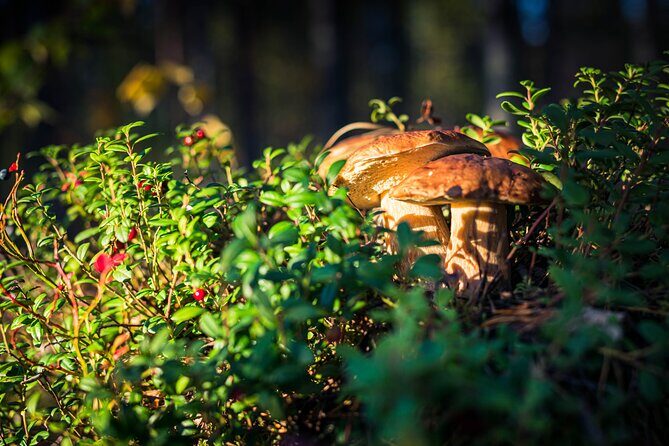 Wild Berries and Mushroom picking tour - Rovaniemi Foraging 101: Allemannsretten and Safe Picking in Lapland