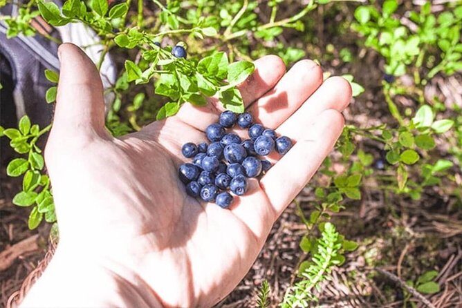 Wild Berries and Mushroom picking tour - Hotel Pickup to the Forest: How the Tour Gets You Moving Fast