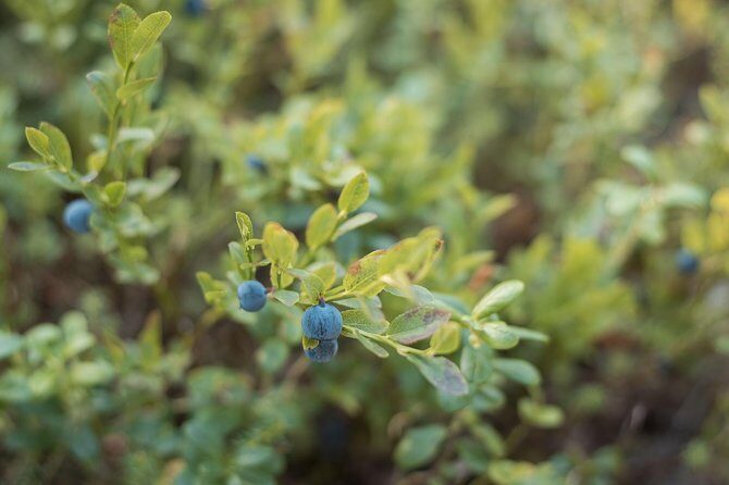 Wild Berries and Mushroom picking tour - The Walk: Filling Your Basket the Right Way