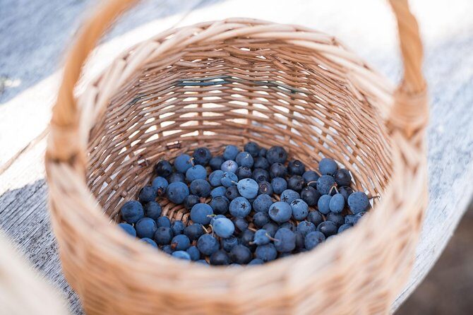 Wild Berries and Mushroom picking tour - Best Time to Go: Late July to Early October