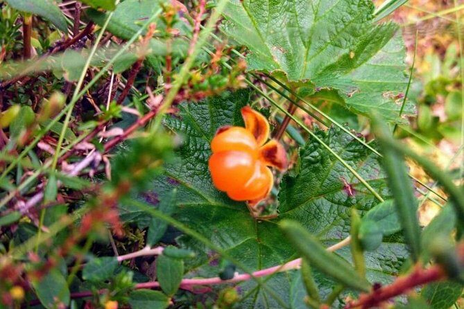 Wild Berries and Mushroom picking tour - Price and Value: Is $104 Reasonable for 3 Hours?