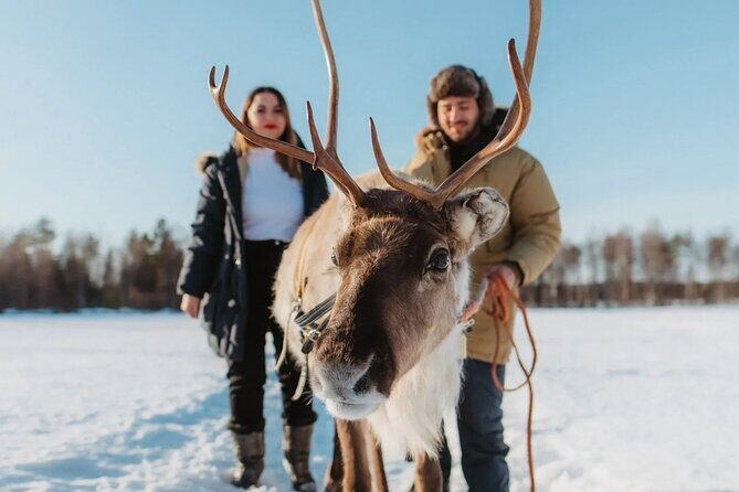 Wild Reindeers Safari + Lunch in Glass Igloo (private service) - Key highlights before you go