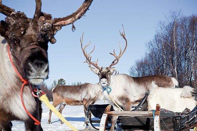 Wild Reindeers Safari + Lunch in Glass Igloo (private service) - Reindeer safari through the woods: pace, vehicles, and real Lapland calm