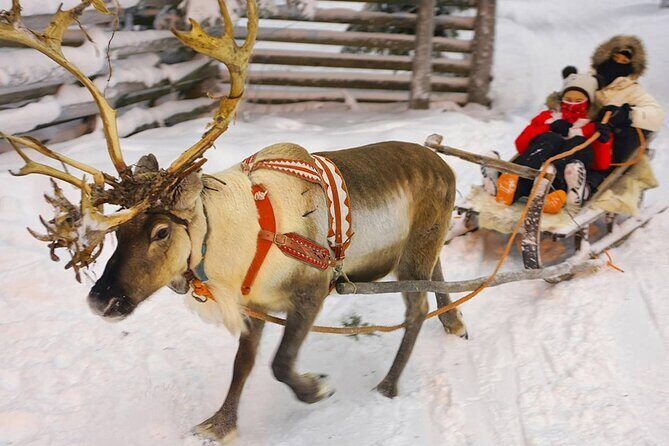 Wild Reindeers Safari + Lunch in Glass Igloo (private service) - Lunch in a glass igloo: 3 courses, warm ambience, and menu options