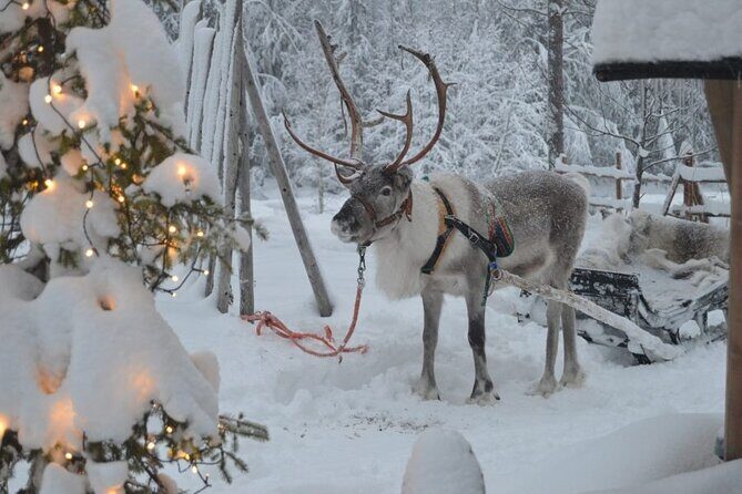 Wild Reindeers Safari + Lunch in Glass Igloo (private service) - Price and value for $298.93 per person