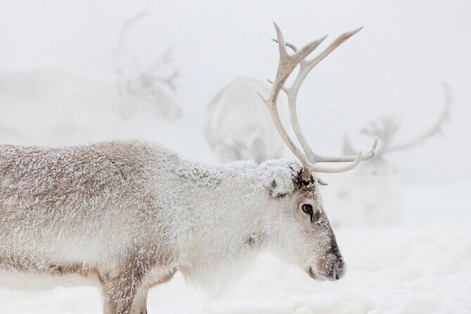 Wild Reindeers Safari + Lunch in Glass Igloo (private service) - The fire-side hot drink break: why the pause is part of the magic