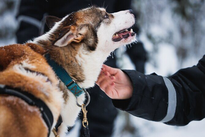 Winter highlights: Snowmobile, Arctic Animals And Santa<code>s Village – Key Highlights to Know Before You Go’ /></p>
<ul>
<li><strong>Thick winter gear included</strong>: coveralls, boots, socks, gloves, helmet, and balaclava make a big difference in Arctic cold.</li>
<li><strong>Animal rides that actually happen</strong>: short reindeer sleigh ride plus a husky sleigh ride, not just a quick look.</li>
<li><strong>Shared snowmobiles with optional solo driving</strong>: two adults per snowmobile is the default, with a supplement for single driving.</li>
<li><strong>One-hour snowmobiling on shared machines</strong>: enough time to feel the thrill without turning the day into one long ride.</li>
<li><strong>Santa Claus Village free time</strong>: step across the Arctic Circle, meet Santa, visit the post office, and shop.</li>
<li><strong>Kid-friendly options</strong>: a mini-track mini-snowmobile ride and sledge seating behind the guide.</li>
</ul>
<h2 id="arctic-circle-classics-why-this-winter-day-works-in-rovaniemi">Arctic Circle Classics: Why This Winter Day Works in Rovaniemi</h2>
<p><img src=
